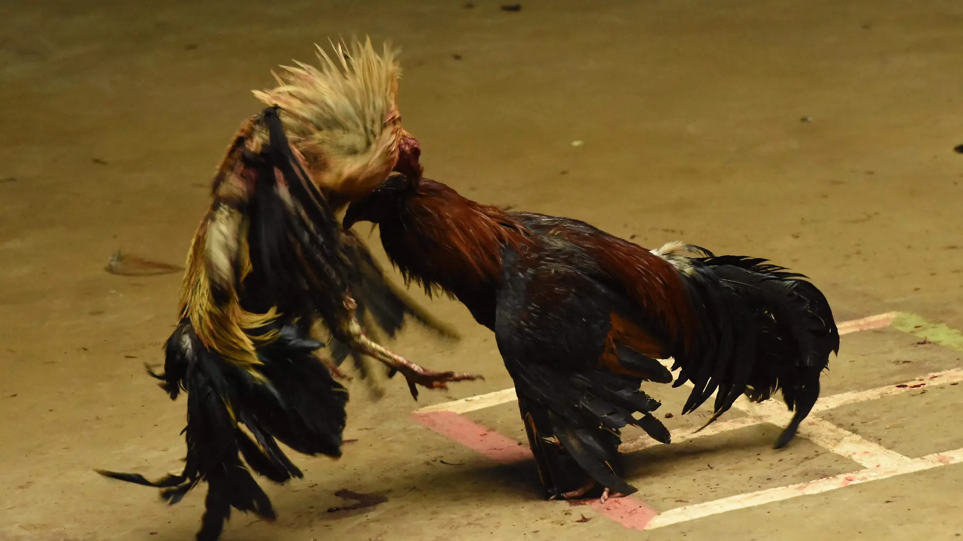 gallos (1)